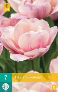 tulipan TABLEDANCE
